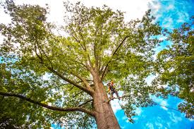 Professional Tree Services in Florence Graham, CA