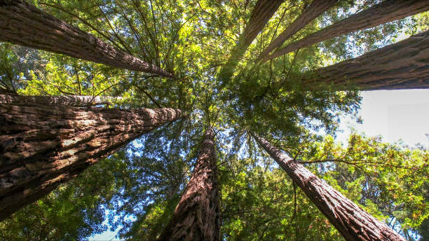 Best Emergency Tree Removal  in Florence Graham, CA