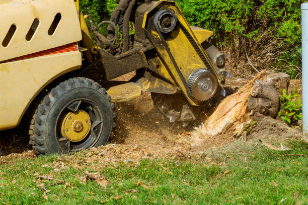 Best Utility Line Clearance  in Florence Graham, CA