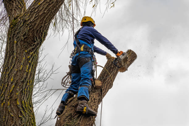 Best Root Management and Removal  in Florence Graham, CA