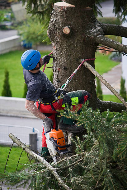 Best Lawn Watering Services  in Florence Graham, CA