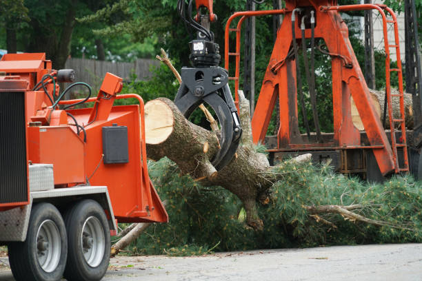 Best Firewood Processing and Delivery  in Florence Graham, CA